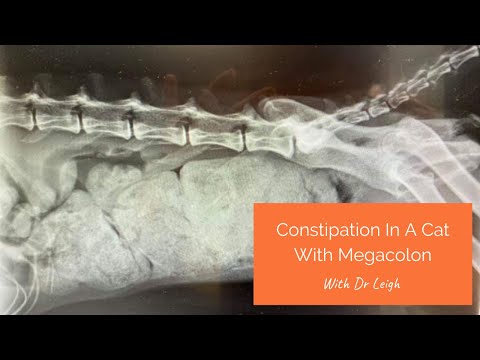 Constipation In A Cat With Megacolon