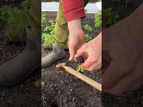 Boost Stem Strength: Easy Plant Structure Hacks