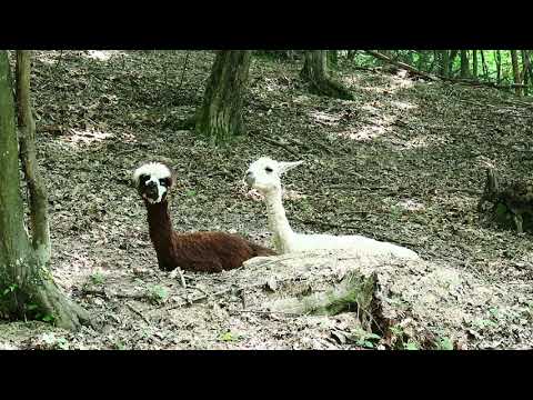 3 lame la parcul zoologic Green Codru