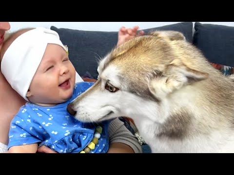 My Dog Was Smiling Looking At the Baby! Husky Puppy See a Baby For the First Time