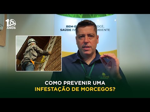 Como Prevenir uma Infestação de Morcegos?