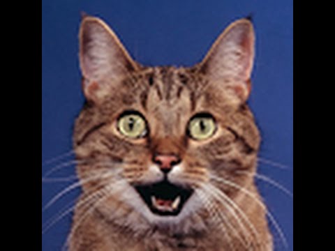 7 Hours of SeaNanners Trouble in Terrorist Town.