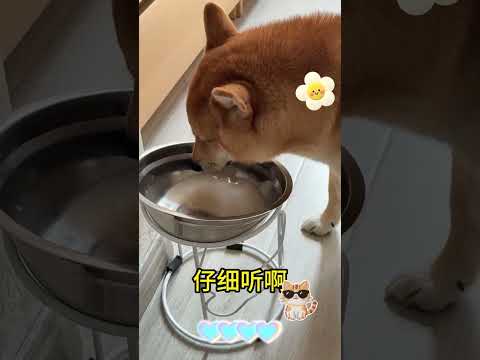 Why You Shouldn't Breed Dogs Too Often: A Must-Know for Cat Lovers