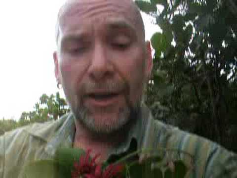 Neville on the Level and Passion Flowers!