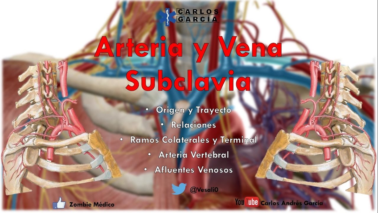 Anatomía - Arteria Subclavia Origen, Trayecto, Relaciones, Ramos Colaterales