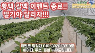 딸기를 위한 황맥, 칼맥 이벤트 종료 오늘도 우리 딸기농장 자연이팜은 달린다