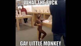 gay little monkey song