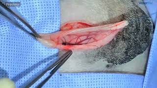 Canine castration course