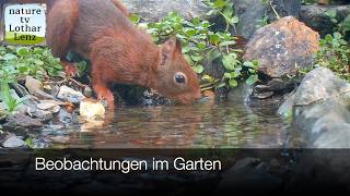 Beobachtungen im Garten