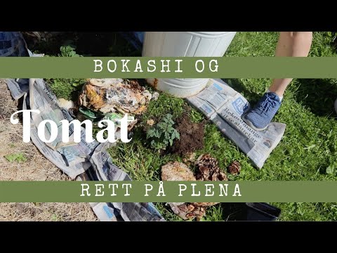 Bokashi og tomat rett på plena | Uten å grave
