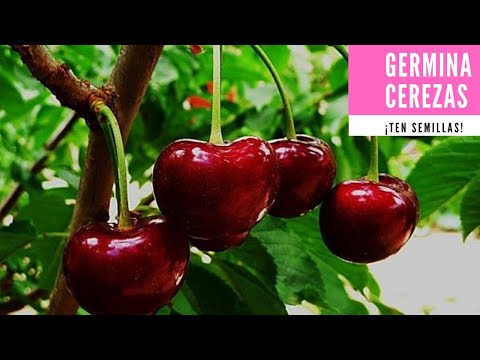 Germina semillas de Cereza|Semillas difíciles de germinar|Escarificación y Estratificación|Veggitso.