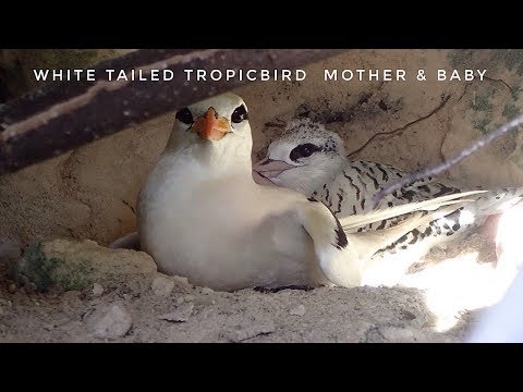 BABY WHITE-TAILED TROPICBIRD | BERMUDA LONGTAIL