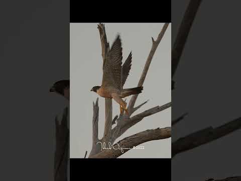 Falcon taking off #wildlife #birds #birdsofyoutube #birdsofprey #birdlovers #falcon #raptor #bird