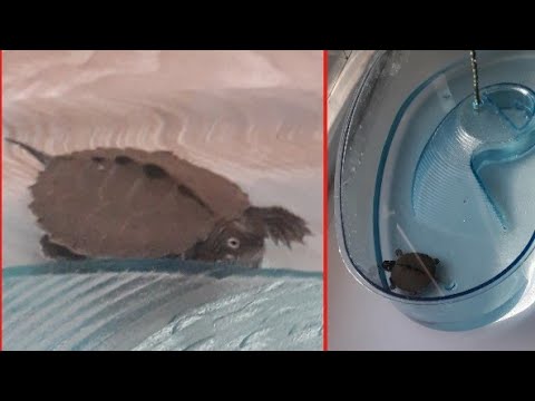 inflamația articulară într o broască țestoasă articulațiile doare ce să facă tratament