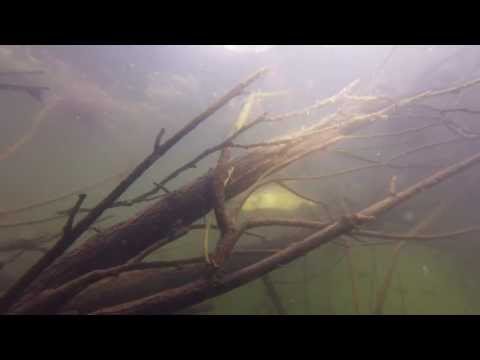 Tauchen im Möhnesee, Möhnesee / Taucherbucht,Nordrhein-Westfalen,Deutschland