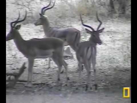Handsome Impala Rams  Pete's Pond July 23, 2010