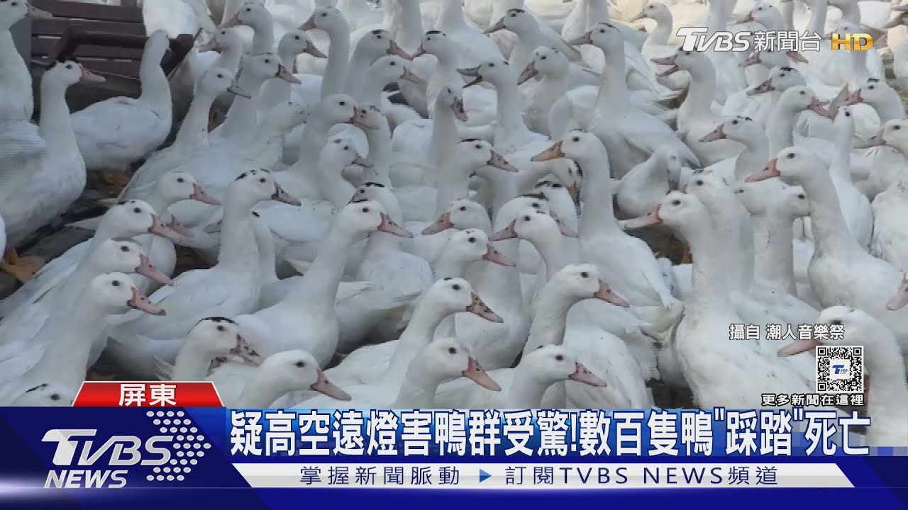 疑高空遠燈害鴨群受驚!數百隻鴨「踩踏死亡」