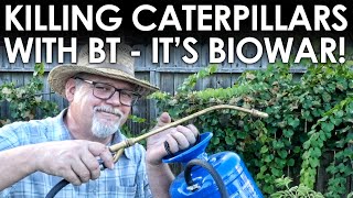 Killing Caterpillars with BT - BIOLOGICAL WARFARE! || Black Gumbo
