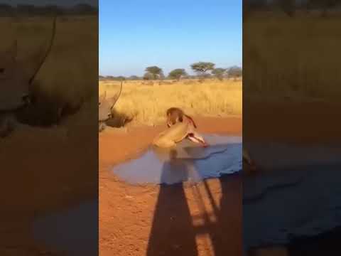 Always remember who's your friend. 🦁 🦁 🦏 🦏