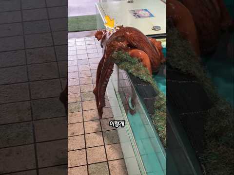 문어가 탈출하는 진짜 이유