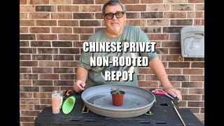 Chinese Privet non rooted Cutting
