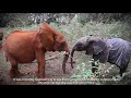 Rescue of Orphaned Elephant Kerrio | Sheldrick Trust
