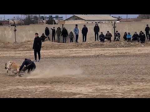 We Arrived At The Alabai Tournament And Filmed The Best Fighting Dogs!