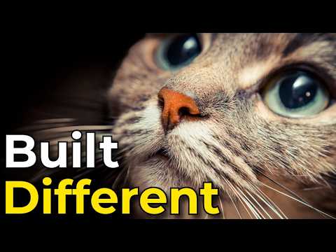 Your Cat Is Built Stranger Than You Think