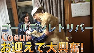 大興奮！狂喜で狂気のお出迎え　かわいいゴールデンレトリバー Coeur