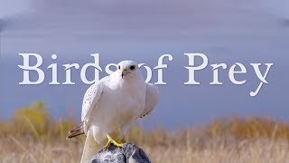 BIRDS OF PREY 4K (ULTRA HD) 60fps
