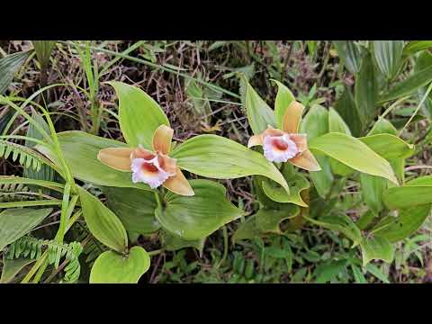 Sobralia atropubescens in situ. Santa Fe, Veraguas, Panamá. Native orchid species