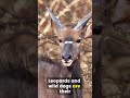 Nyala The Antelope With Pinstripe Style