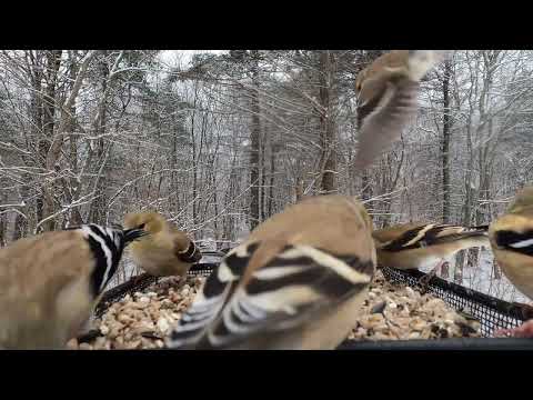 Snowy day traffic at the feeder - lots of goldfinch