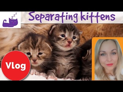 Separating kittens from a cat mother how to deal ... - YouTube