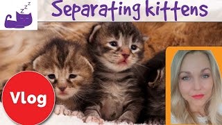 Separating kittens from a cat mother 😿 how to deal with cat separation anxiety