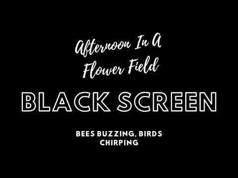 Relaxing Spring Summer Day In A Field Ambience Black Screen / Bees Buzzing Birds Chirping / 10 Hour