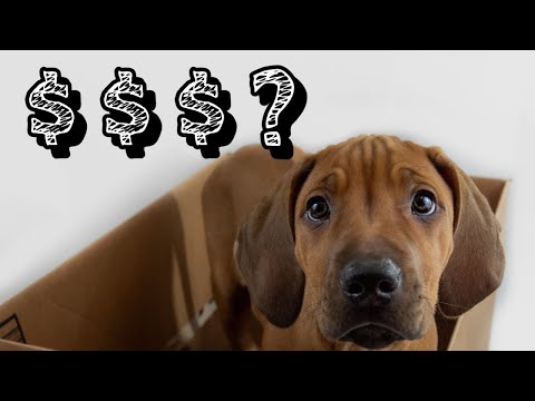 image-How much does a Ridgeback dog cost?