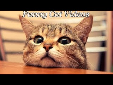 Funny cats …  Positive video about cats