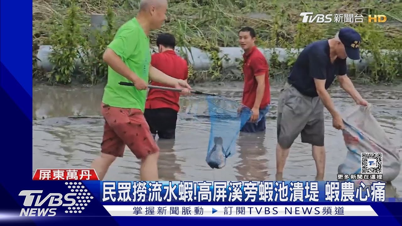 民眾撈流水蝦!高屏溪旁蝦池潰堤 蝦農心痛