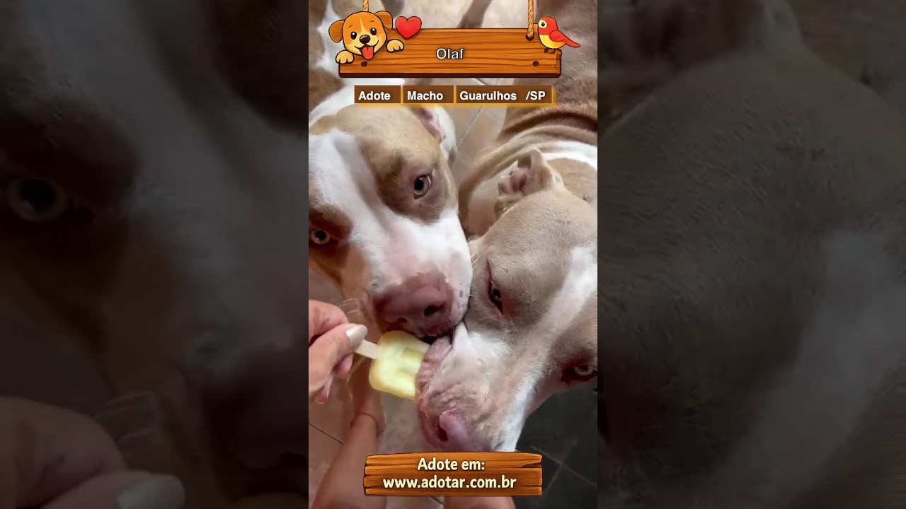 Cachorro raça Pit-Bull idade 2 anos nome Olaf 