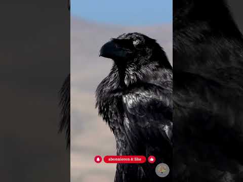 Rabenkrähen im Garten: 3 Beweise für ihre unglaubliche Intelligenz