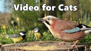 Download lagu Videos for Cats to Watch  - Forest Birds - Vögel - Oiseaux - Vogels - Fåglar - Aves mp3