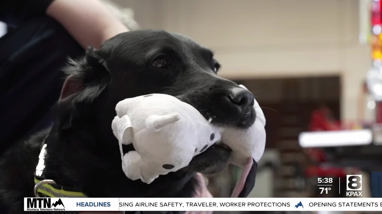 City of Missoula Fire Department adds therapy dog to its team