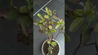 seeking suggestions for saving dying gardenia plant-1