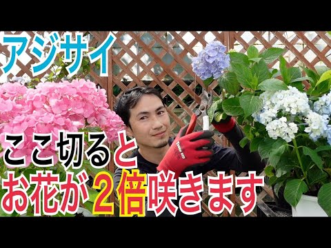  2月のアジサイの剪定：豪華な花を咲かせるには？  庭園