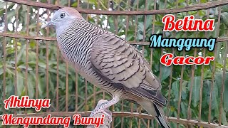 Download lagu Betina Super Gacor‼️ Suara Perkutut Betina Memanggil Jantan Pancingan Ampuh mp3