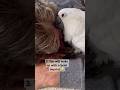 Never Fall Asleep Around A Parrot Parrot Animals Birds Adoptdontshop Shorts Youtubeshorts