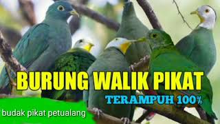 Download lagu suara pikat walik kembang 💯ampuh mp3
