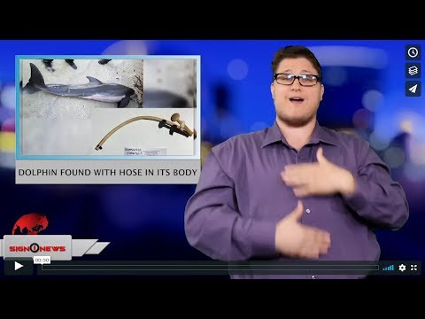 Dolphin found with hose in its body (ASL - 5.23.19)
