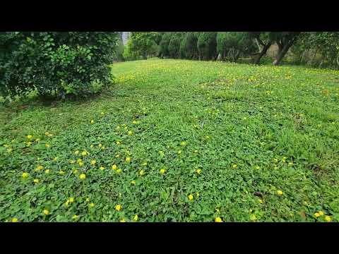 花生草